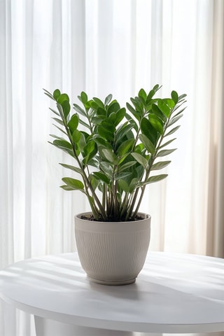 Zamioculcas "ZZ Plant" - Hauteur livrée 70-80 cm