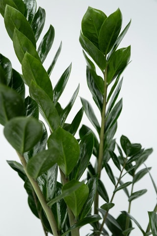 Zamioculcas "ZZ Plant" - Hauteur livrée 70-80 cm