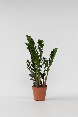 Zamioculcas "ZZ plant" - Hauteur livrée 55-65 cm
