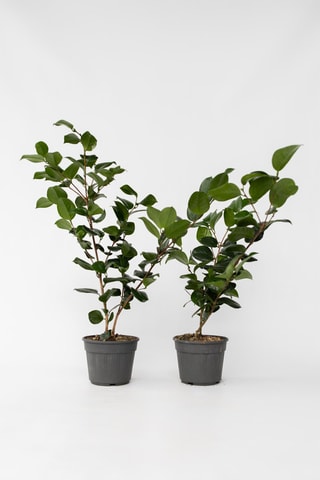2 Camellia Japonica - Hauteur livrée 50-60 cm