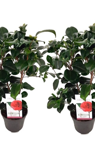 2 Camellia Japonica - Hauteur livrée 50-60 cm