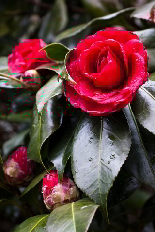 2 Camellia Japonica - Hauteur livrée 50-60 cm