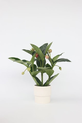 Medinilla Magnifica Flamenco - Hauteur livrée 55-60 cm