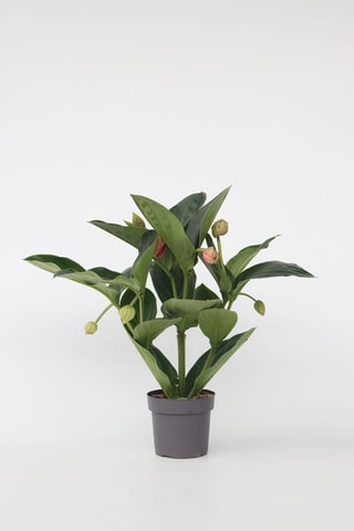 Medinilla Magnifica Flamenco - Hauteur livrée 55-60 cm