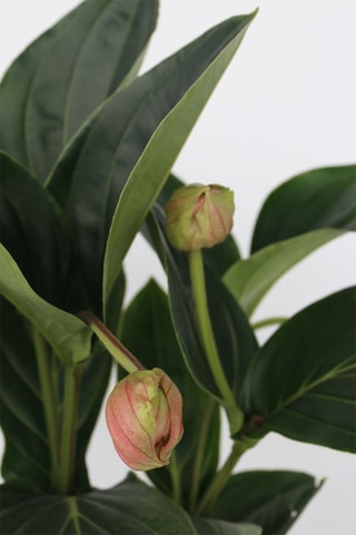 Medinilla Magnifica Flamenco - Hauteur livrée 55-60 cm