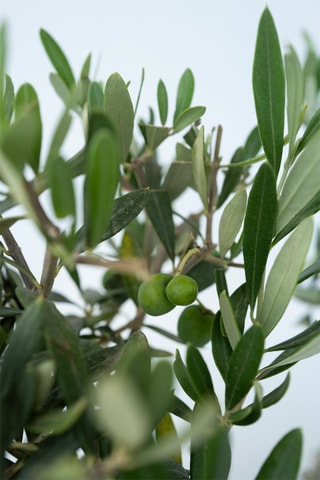 2 oliviers Olea Europaea - Hauteur livrée 45-55 cm