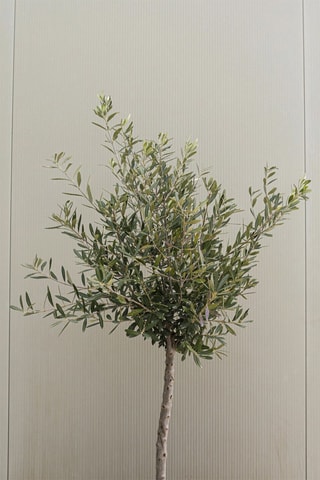 2 oliviers Olea Europaea - Hauteur livrée 45-55 cm