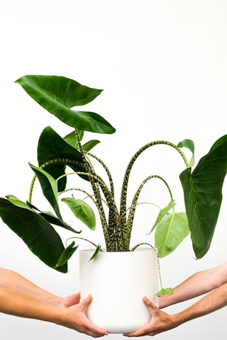 Alocasia Zebrina XXL - Hauteur livrée 25-40 cm