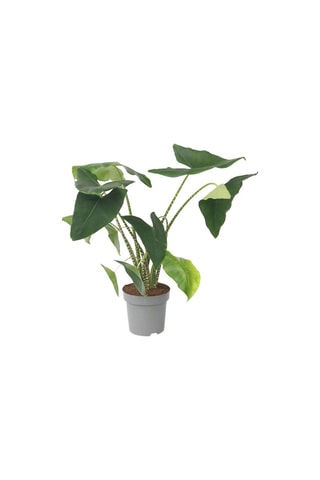 Alocasia Zebrina XXL - Hauteur livrée 25-40 cm