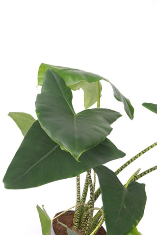 Alocasia Zebrina XXL - Hauteur livrée 25-40 cm