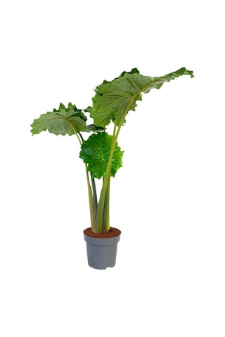 Alocasia "Portodora" XXL - 
Hauteur livrée 120-130 cm