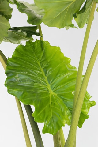 Alocasia "Portodora" XXL - 
Hauteur livrée 120-130 cm