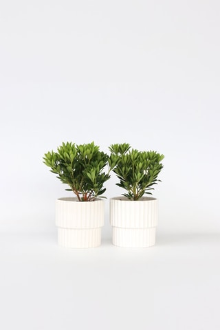 2 pieris japonica forest flame - Hauteur livrée 25-40 cm