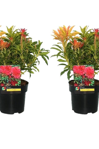 2 pieris japonica forest flame - Hauteur livrée 25-40 cm