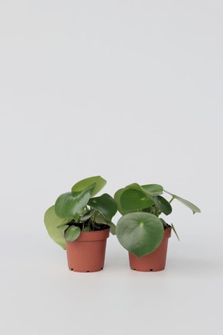 2 Peperomia Raindrop - Hauteur livrée 25-40 cm