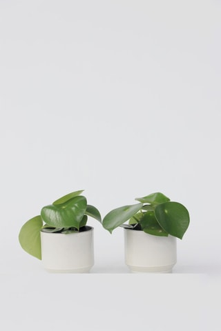 2 Peperomia Raindrop - Hauteur livrée 25-40 cm