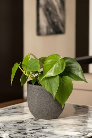 2 Peperomia Raindrop - Hauteur livrée 25-40 cm