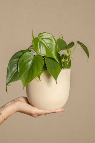 2 Peperomia Raindrop - Hauteur livrée 25-40 cm