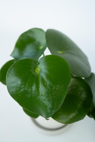 2 Peperomia Raindrop - Hauteur livrée 25-40 cm