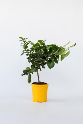 Citronnier sur tige - Hauteur livrée 60-70 cm