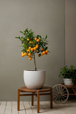 Citronnier sur tige - Hauteur livrée 60-70 cm