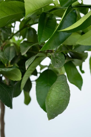 Citronnier sur tige - Hauteur livrée 60-70 cm