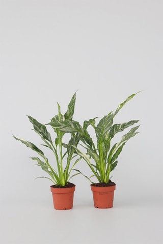 2 Spathiphyllum "Diamond" - Hauteur livrée 40-50 cm