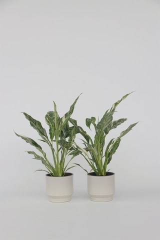 2 Spathiphyllum "Diamond" - Hauteur livrée 40-50 cm