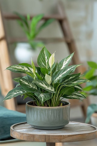 2 Spathiphyllum "Diamond" - Hauteur livrée 40-50 cm
