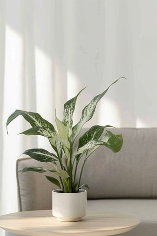 2 Spathiphyllum "Diamond" - Hauteur livrée 40-50 cm