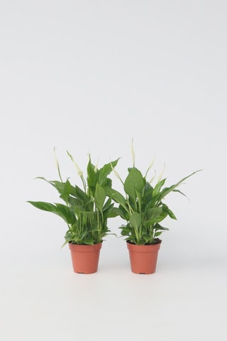 2 Spathiphyllum 'Piece Lily' - Hauteur livrée 30-45 cm