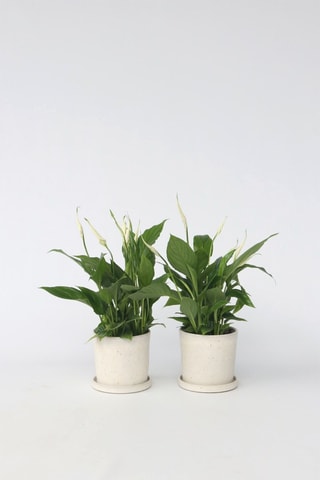 2 Spathiphyllum 'Piece Lily' - Hauteur livrée 30-45 cm