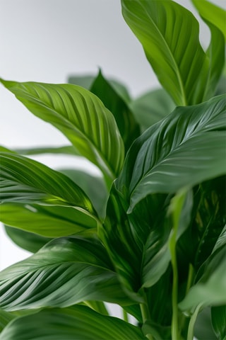 2 Spathiphyllum 'Piece Lily' - Hauteur livrée 30-45 cm