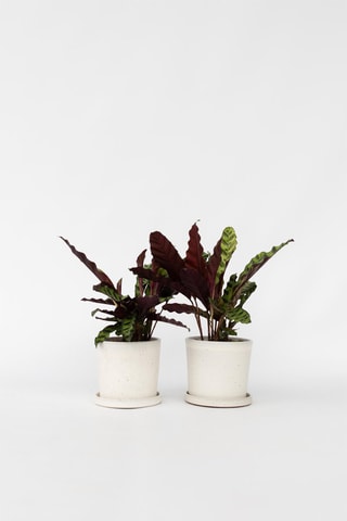 2 Calathea Insignis - Hauteur livrée 20-30 cm
