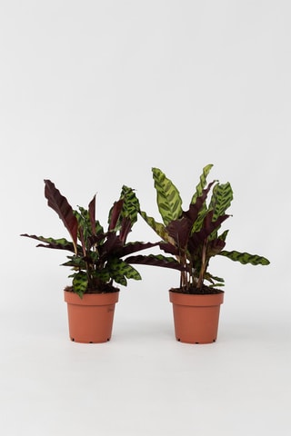 2 Calathea Insignis - Hauteur livrée 20-30 cm