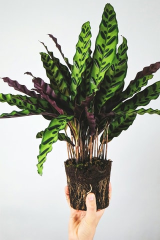 2 Calathea Insignis - Hauteur livrée 20-30 cm