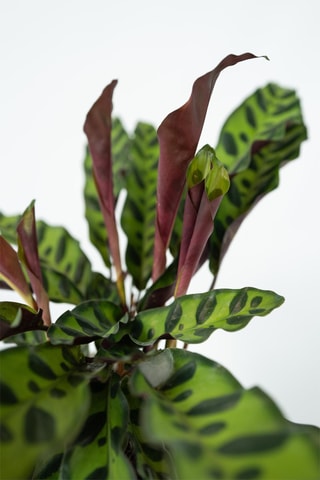 2 Calathea Insignis - Hauteur livrée 20-30 cm