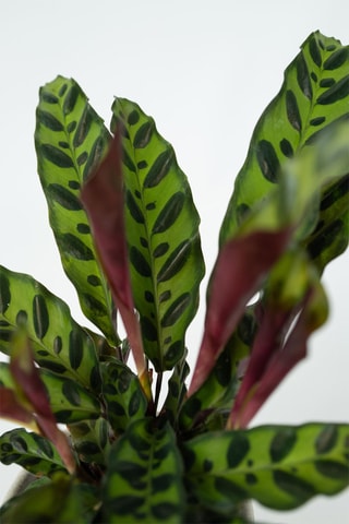 2 Calathea Insignis - Hauteur livrée 20-30 cm