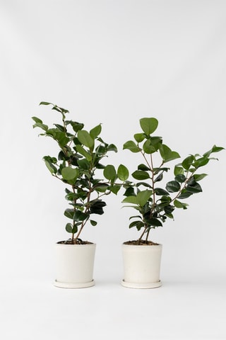 2 camellias japonica - Hauteur livrée 50-60 cm