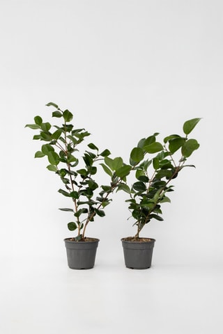 2 camellias japonica - Hauteur livrée 50-60 cm