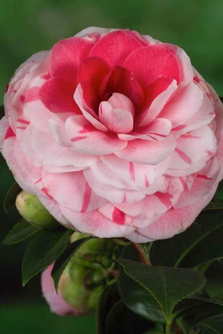 2 camellias japonica - Hauteur livrée 50-60 cm