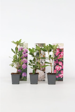 3 rhododendrons - Hauteur livrée 25-40 cm