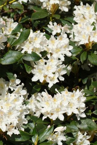 3 rhododendrons - Hauteur livrée 25-40 cm