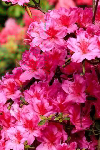 3 rhododendrons - Hauteur livrée 25-40 cm