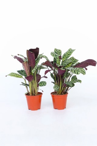 2 cténanthes - Hauteur livrée 25-40 cm