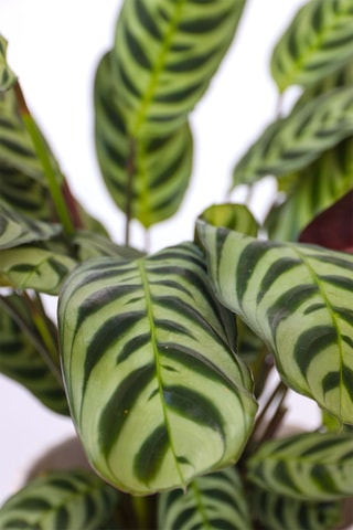 2 cténanthes - Hauteur livrée 25-40 cm