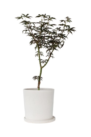 Japanese Maple Acer - Hauteur livrée 50-60 cm