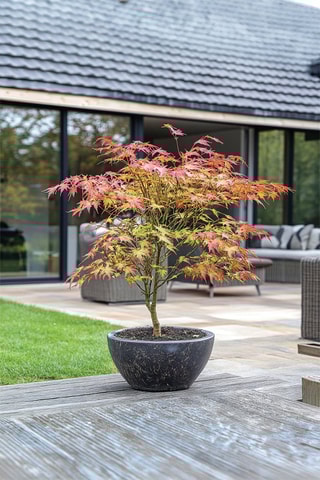 Japanese Maple Acer - Hauteur livrée 50-60 cm
