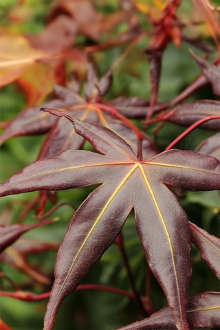 Japanese Maple Acer - Hauteur livrée 50-60 cm