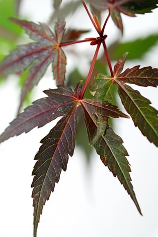 Japanese Maple Acer - Hauteur livrée 50-60 cm